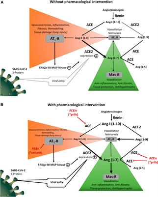 Effects of Angiotensin-Converting Enzyme Inhibitors and Angiotensin Receptor Blockers on Angiotensin-Converting Enzyme 2 Levels: A Comprehensive Analysis Based on Animal Studies